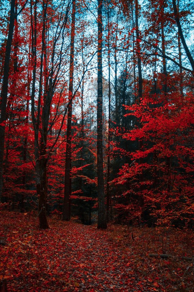 Red Trees Valley